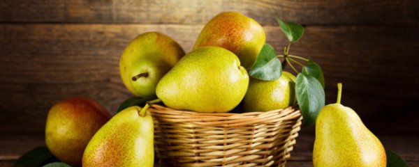 梨树怎么养才能更旺盛