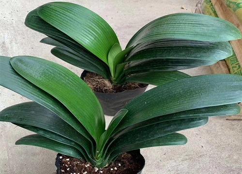 君子兰栽培技术与养殖管理方法