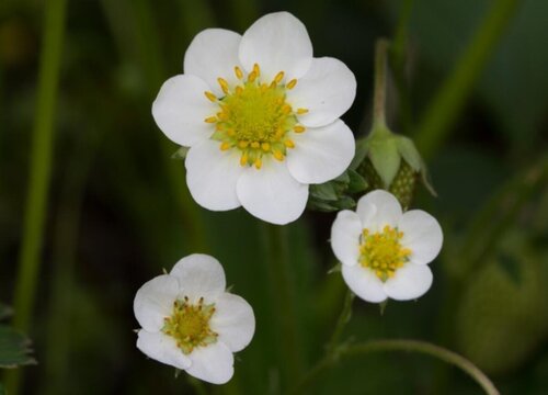 草莓开花期怎么养护挂果多