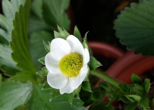 草莓开花期怎么养护挂果多