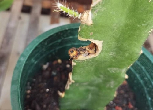 火龙果怎么分盆容易成活