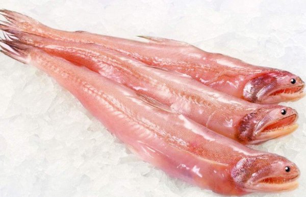 深海鱼有哪些品种