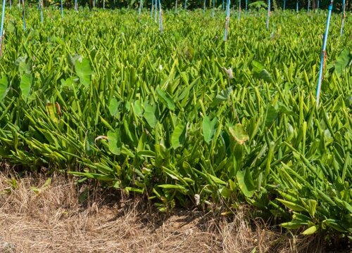 未来5年生姜行情分析