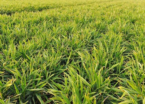 未来5年生姜行情分析