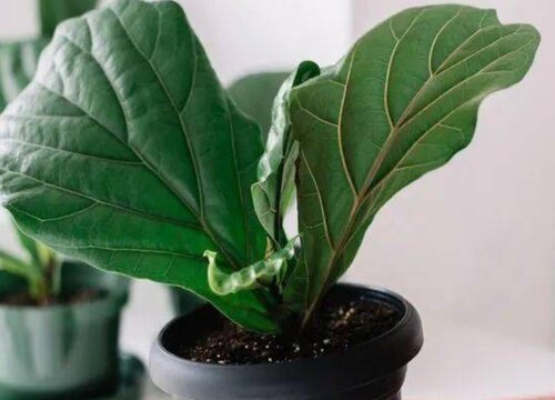 琴叶榕冬天怎么养护