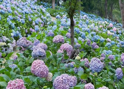 紫阳花什么时候开花