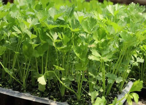 香菜怎么洗才干净