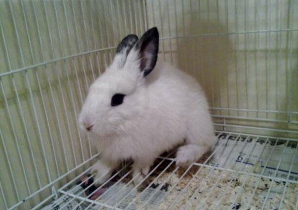 兔子粪便可以当肥料吗