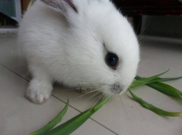 兔子粪便可以当肥料吗