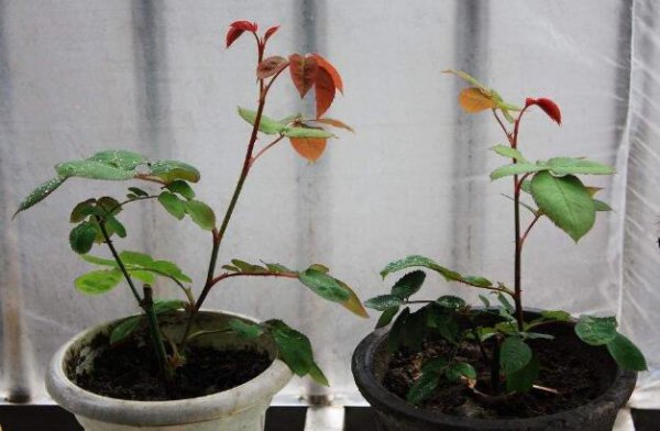 兔子粪便可以当肥料吗