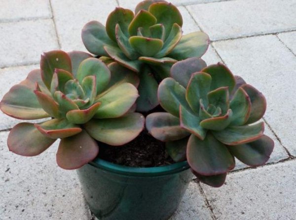 多肉扦插要多久才能生根