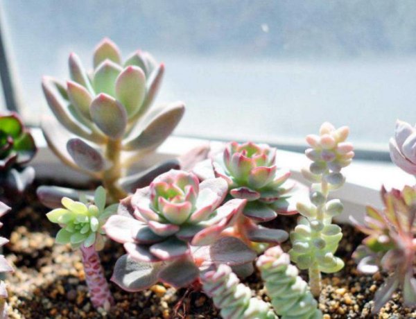 多肉扦插要多久才能生根