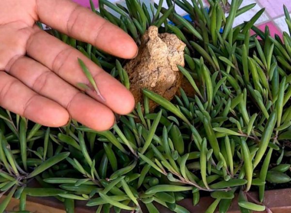 多肉扦插要多久才能生根