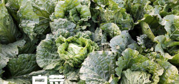 如何让大白菜快速长芯