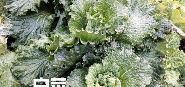 如何让大白菜快速长芯