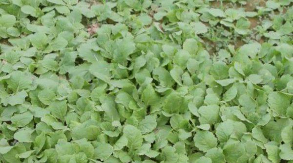 如何让大白菜快速长芯