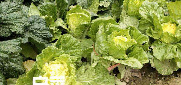 如何让大白菜快速长芯