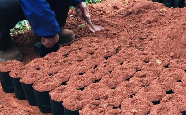 家里草莓种植方法详细说明