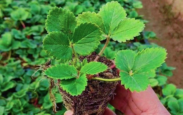 家里草莓种植方法详细说明