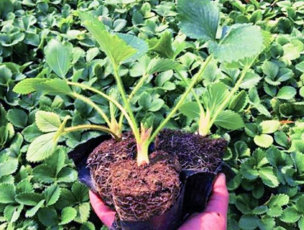 家里草莓种植方法详细说明