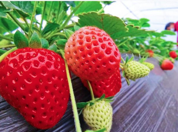 家里草莓种植方法详细说明