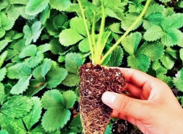 家里草莓种植方法详细说明