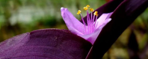 紫鸭拓草是什么花