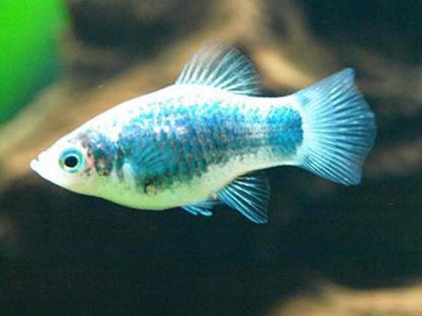 适合新手最好养的鱼有哪些