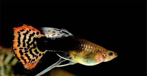 适合新手最好养的鱼有哪些