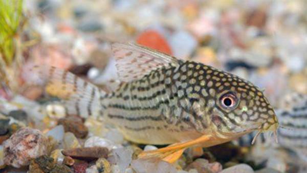 适合新手最好养的鱼有哪些