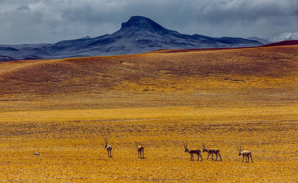 中国四大草原介绍