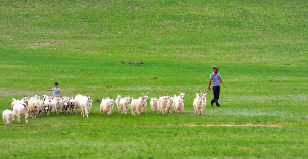 中国四大草原介绍
