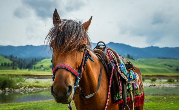 中国四大草原介绍
