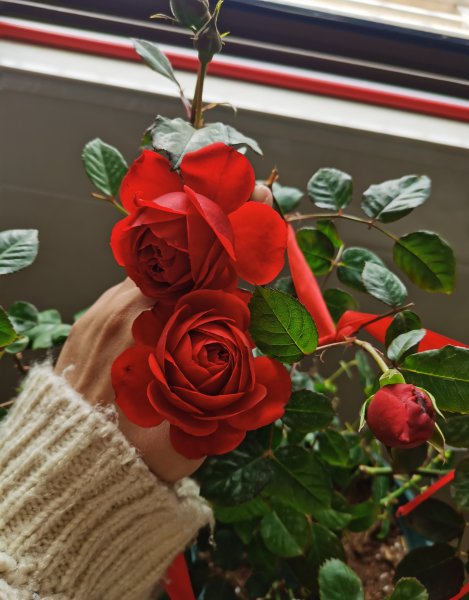 灌木月季红苹果优缺点