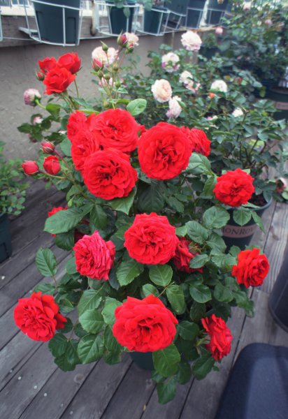 灌木月季红苹果优缺点