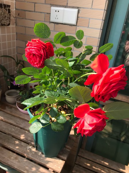 灌木月季红苹果优缺点