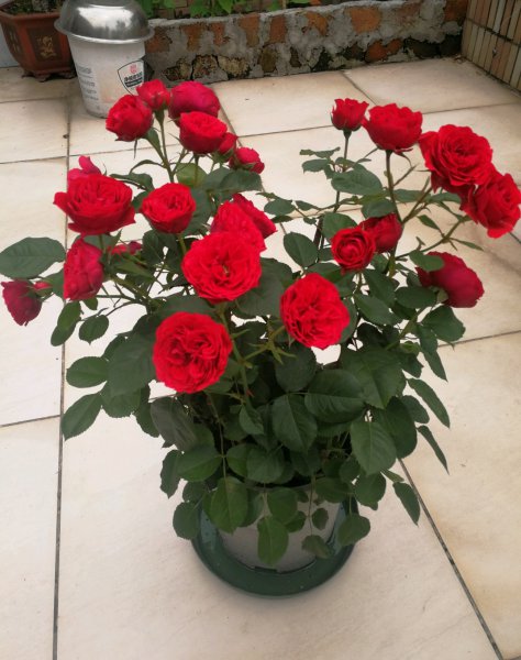 灌木月季红苹果优缺点