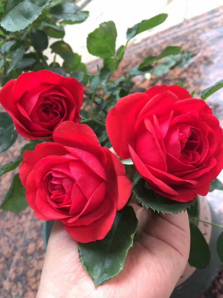 灌木月季红苹果优缺点