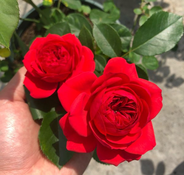 灌木月季红苹果优缺点