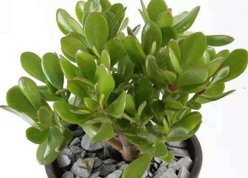 燕子掌什么时候开花