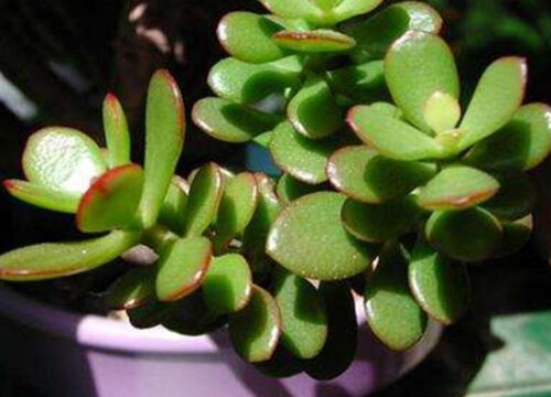 燕子掌什么时候开花