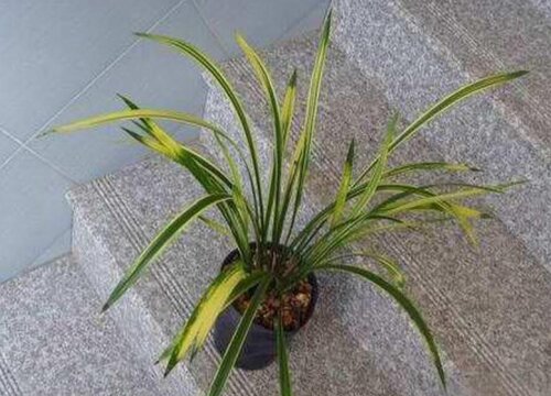 冬天养护兰花不可忽视的事项