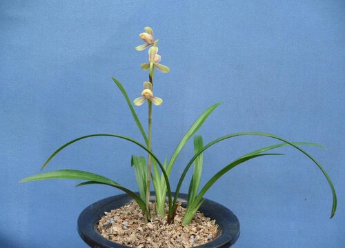 冬天养护兰花不可忽视的事项