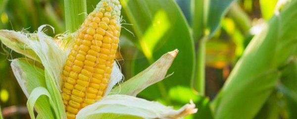 玉米须能重复泡吗