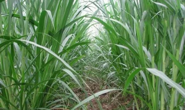 鹅喜欢吃什么草图片