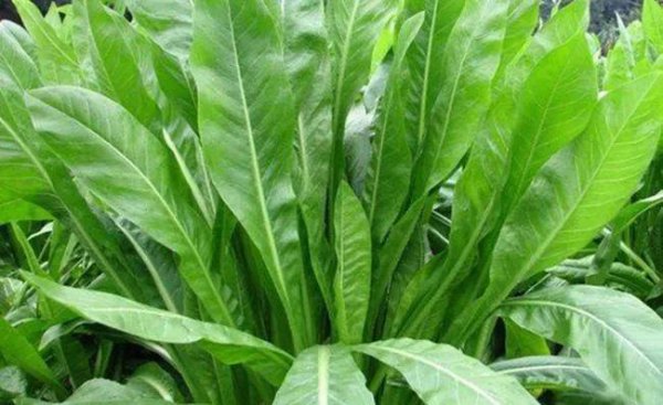 鹅喜欢吃什么草图片