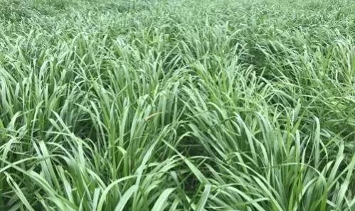 鹅喜欢吃什么草图片