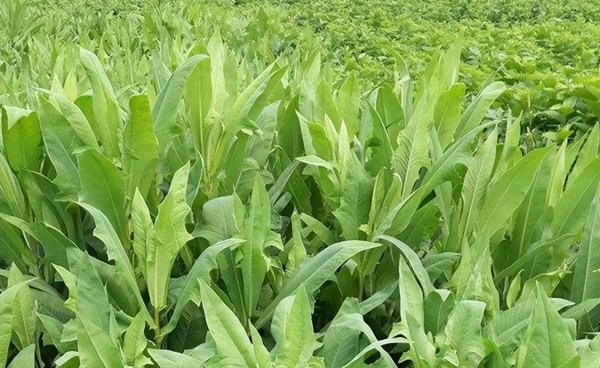 鹅喜欢吃什么草图片