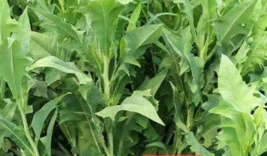 鹅喜欢吃什么草图片