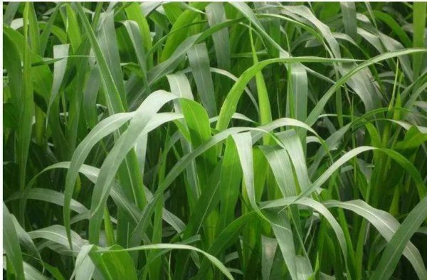 鹅喜欢吃什么草图片